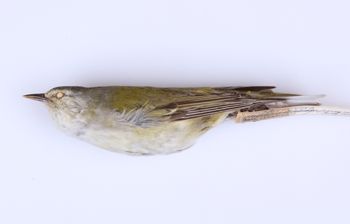 Media type: image;   Ornithology 272167 Description: Vermivora peregrina;  Aspect: lateral